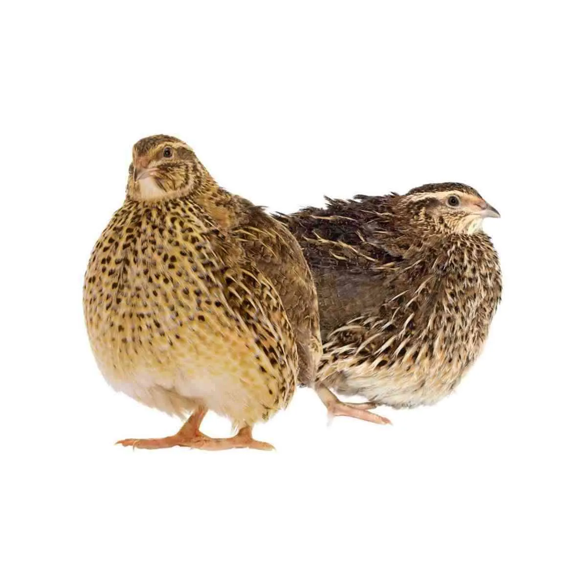Adult Quail