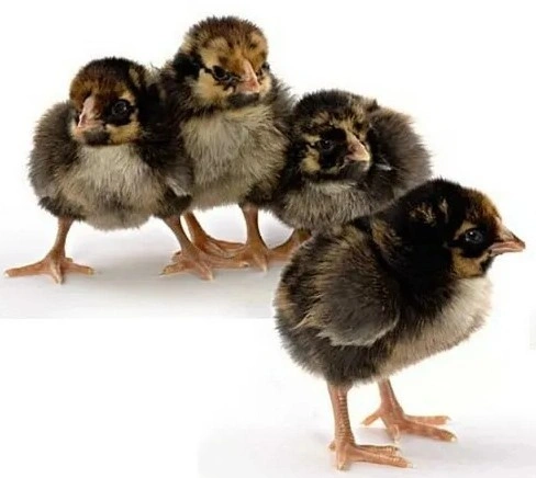 Australorp Chicks