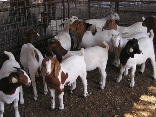 albaraka_goat