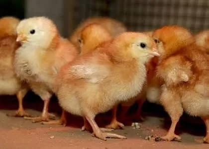 Golden Misri Chicks