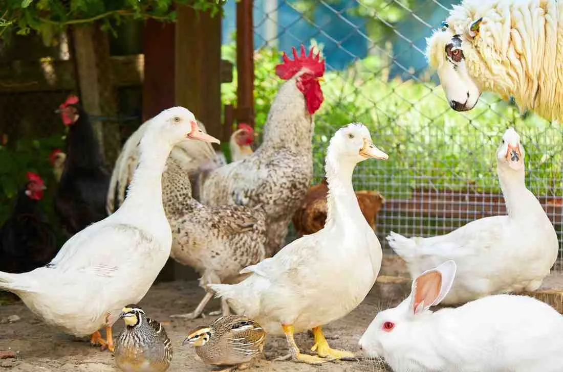 Al Baraka Poultry Farm