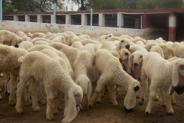 Albaraka sheep
